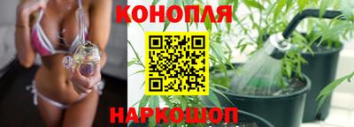 гашик Кингисепп